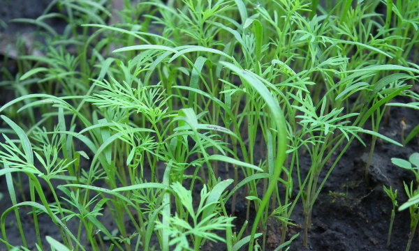 Можно ли сажать укроп рядом с луком: половина огородников ошибается — советы экспертов